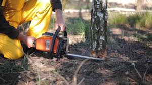 Trusted Horatio, AR Tree Care Experts